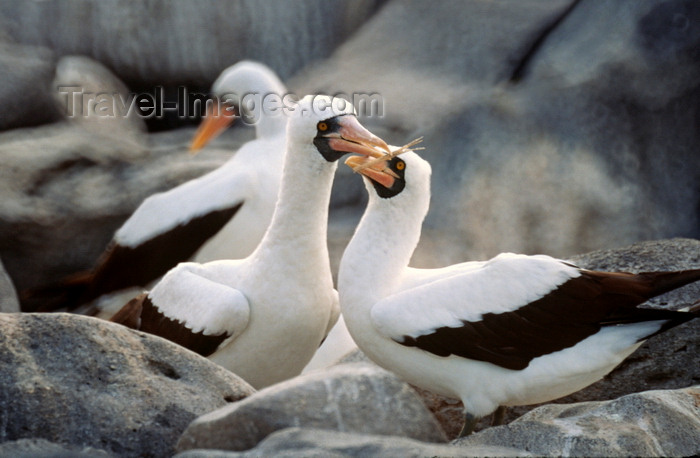 galapagos28: Isabela Island, Galapagos Islands, Ecuador: couple of Masked Booby birds (Sula dactyatra) building a nest among the rocks - photo by C.Lovell - (c) Travel-Images.com - Stock Photography agency - Image Bank