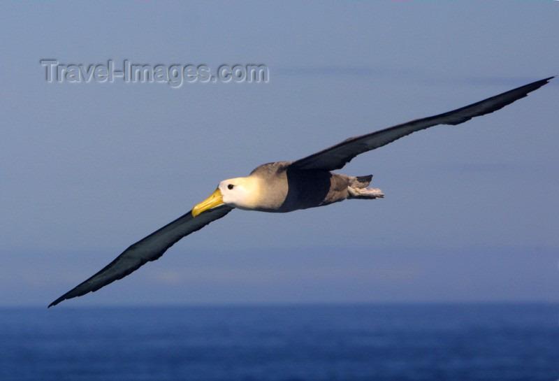 galapagos3: Galapagos Islands: waved albatross - Diomedea irrorata - photo by R.Eime - (c) Travel-Images.com - Stock Photography agency - Image Bank