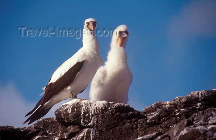 galapagos30: Isla Española, Galapagos Islands, Ecuador: Masked Booby Bird (Sula dactylatra) with chick - photographed on a rock edge, against the sky - photo by C.Lovell - (c) Travel-Images.com - Stock Photography agency - Image Bank