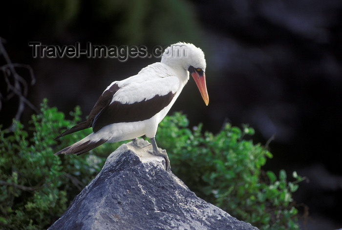 galapagos31: Isla Española, Galapagos Islands, Ecuador: Maked Booby Bird (Sula dactylatra) perched on a pointed rock - photo by C.Lovell - (c) Travel-Images.com - Stock Photography agency - Image Bank