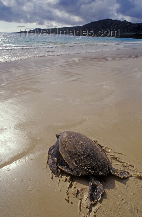 galapagos34: Floreana Island, Galapagos Islands, Ecuador: Pacific Green Sea Turtle (Chelonia mydas) returns to sea after nesting - beach and tranquil waves - photo by C.Lovell - (c) Travel-Images.com - Stock Photography agency - Image Bank