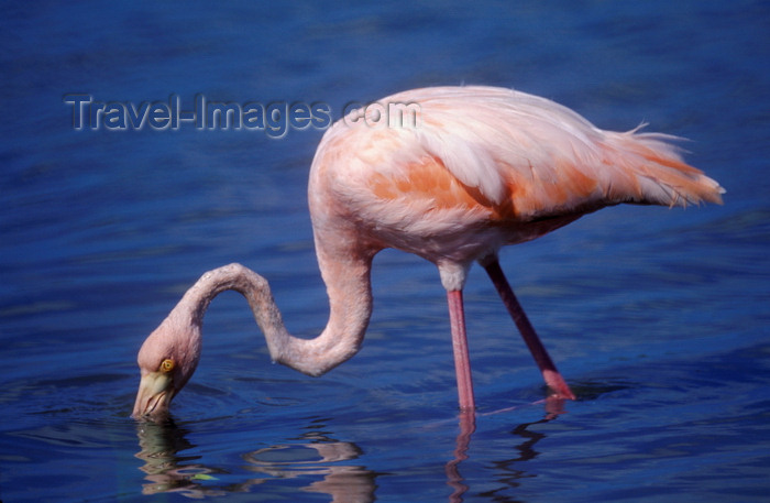 galapagos35: Floreana Island, Galapagos Islands, Ecuador: Greater Flamingo (Phoenicopterus ruber) feeding on a lagoon - photo by C.Lovell - (c) Travel-Images.com - Stock Photography agency - Image Bank