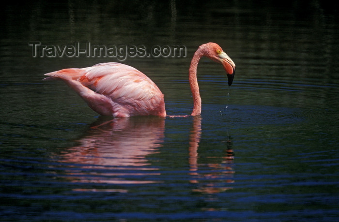 galapagos37: Isla Isabela / Albemarle island, Galapagos Islands, Ecuador: this lagoon provides an ideal habitat for the Greater Flamingo (Phoenicopterus ruber) - pink reflection on the water - photo by C.Lovell - (c) Travel-Images.com - Stock Photography agency - Image Bank