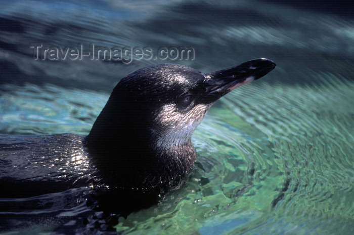 galapagos38: Isla Isabela / Albemarle island, Galapagos Islands, Ecuador: the Galapagos Penguin (Spheniscus mendiculus) is the most northerly penguin in the world - head out of the water - photo by C.Lovell - (c) Travel-Images.com - Stock Photography agency - Image Bank