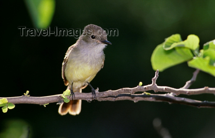 galapagos41: Isla Isabela / Albemarle island, Galapagos Islands, Ecuador: Large-billed (Galapagos) Flycatcher (Myiarchus magnirostris) - photo by C.Lovell - (c) Travel-Images.com - Stock Photography agency - Image Bank