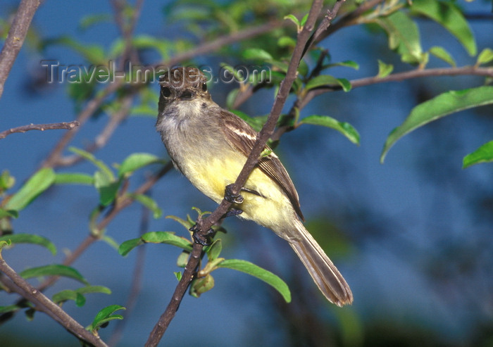 galapagos42: Isla Isabela / Albemarle island, Galapagos Islands, Ecuador: Large-billed (Galapagos) Flycatcher (Myiarchus magnirostris) - looking at the camera - photo by C.Lovell - (c) Travel-Images.com - Stock Photography agency - Image Bank