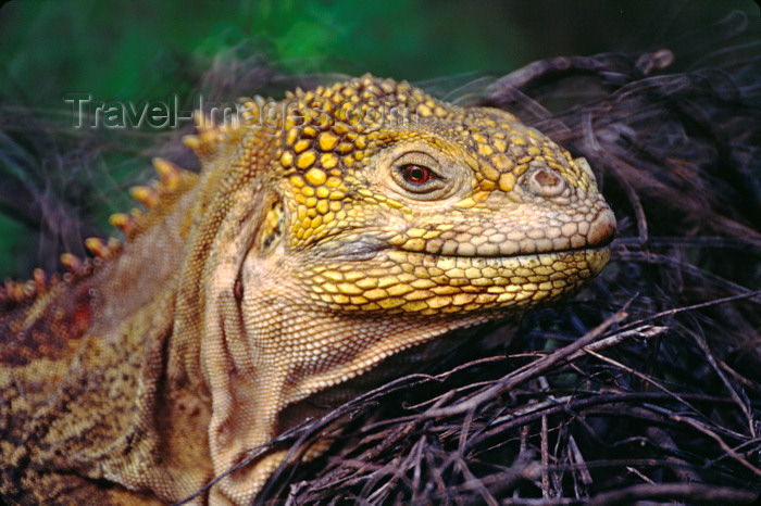 galapagos43: Isla Isabela / Albemarle island, Galapagos Islands, Ecuador: Female Galapagos Land Iguana (Conolophus subcristatus) - head close-up - photo by C.Lovell - (c) Travel-Images.com - Stock Photography agency - Image Bank