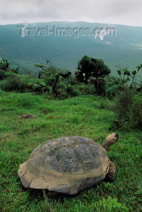 galapagos44: Isla Isabela / Albemarle island, Galapagos Islands, Ecuador: a Galapagos Tortoise living on the rim of Alcedo Volcano - view of the crater - photo by C.Lovell - (c) Travel-Images.com - Stock Photography agency - Image Bank