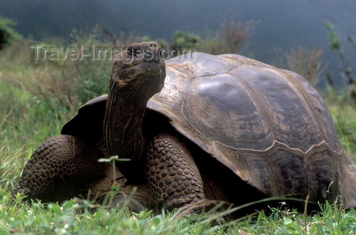 galapagos45: Isla Isabela / Albemarle island, Galapagos Islands, Ecuador: Giant Tortoise (Geochelone elephantopus) on Alcedo Volcano - smelling the wind - photo by C.Lovell - (c) Travel-Images.com - Stock Photography agency - Image Bank