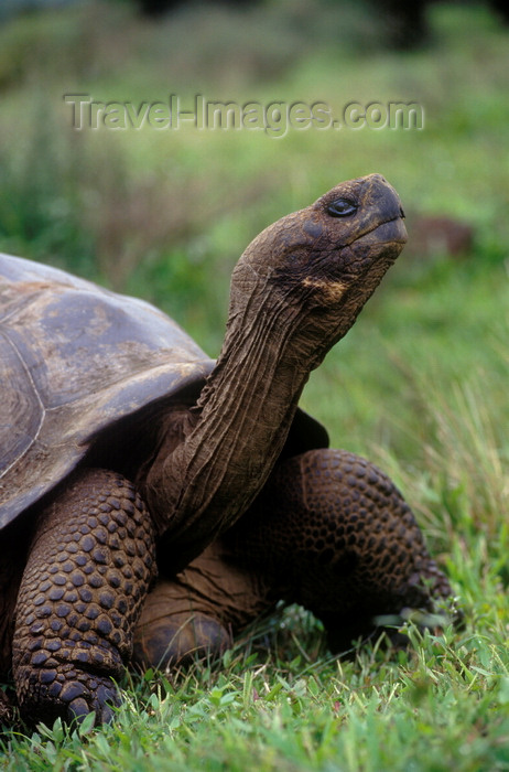 galapagos46: Isla Isabela / Albemarle island, Galapagos Islands, Ecuador: Giant Tortoise (Geochelone elephantopus) on Alcedo crater - head and front legs - photo by C.Lovell - (c) Travel-Images.com - Stock Photography agency - Image Bank