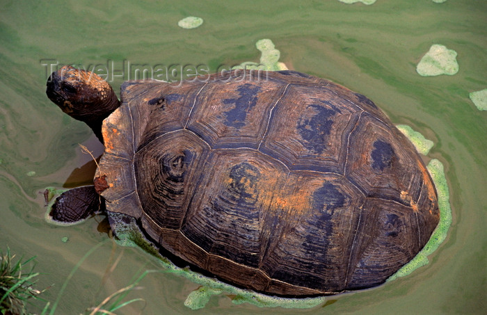 galapagos47: Isla Isabela / Albemarle island, Galapagos Islands, Ecuador: Giant Tortoise (Geochelone elephantopus) on Alcedo crater
 - in muddy water, seen from above - photo by C.Lovell - (c) Travel-Images.com - Stock Photography agency - Image Bank