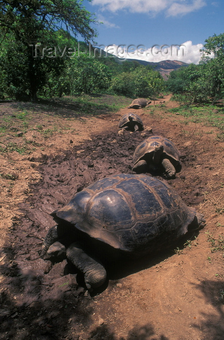 galapagos49: Galapagos Islands, Ecuador: the Giant Tortoise 'highway' leads them from the sea to freshwater and food in higher ground - photo by C.Lovell - (c) Travel-Images.com - Stock Photography agency - Image Bank