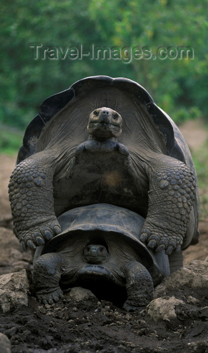 galapagos50: Isla Isabela / Albemarle island, Galapagos Islands, Ecuador: the Giant Tortoise (Geochelone elephantopus) begins mating at 40 years of age - photo by C.Lovell - (c) Travel-Images.com - Stock Photography agency - Image Bank