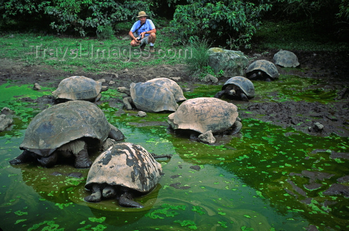 galapagos51: Galapagos Islands, Ecuador: the Giant Tortoise (Geochelone elephantopus) travels inland for freshwater - tourist observes a group of Tortoises in the water - photo by C.Lovell - (c) Travel-Images.com - Stock Photography agency - Image Bank