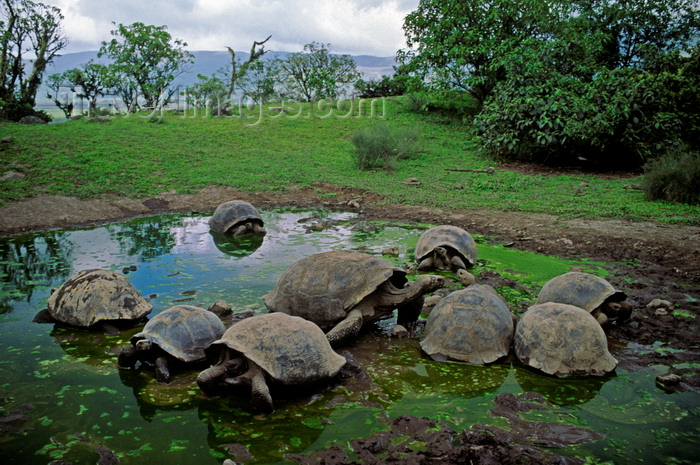 galapagos52: Isla Isabela / Albemarle island, Galapagos Islands, Ecuador: the Giant Tortoise (Geochelone elephantopus) lives to 150 years - Tortoises in a small pond - photo by C.Lovell - (c) Travel-Images.com - Stock Photography agency - Image Bank