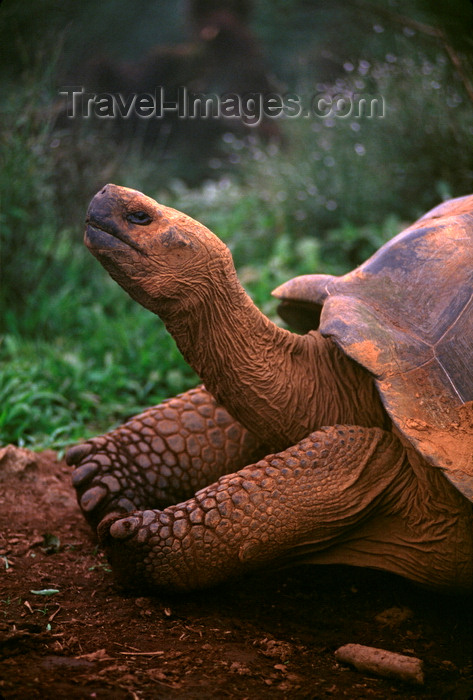 galapagos53: Isla Isabela / Albemarle island, Galapagos Islands, Ecuador: Giant Tortoise (Geochelone elephantopus) - close-up - photo by C.Lovell - (c) Travel-Images.com - Stock Photography agency - Image Bank