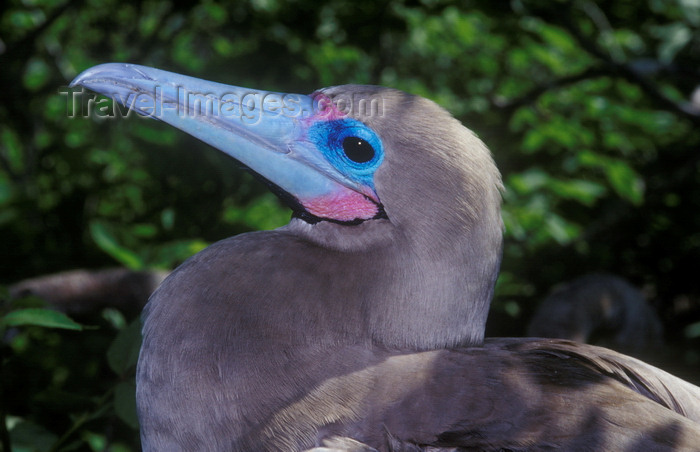 galapagos55: Genovesa Island / Tower Island, Galapagos Islands, Ecuador: Red-footed Booby bird (Sula sula), the smallest of the Galapagos boobies - head close-up - photo by C.Lovell - (c) Travel-Images.com - Stock Photography agency - Image Bank