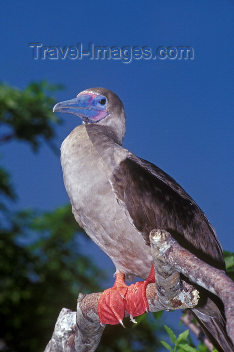 galapagos56: Genovesa Island / Tower Island, Galapagos Islands, Ecuador: Red-footed Booby bird (Sula sula), the smallest of the Galapagos boobies - perched on a branch - photo by C.Lovell - (c) Travel-Images.com - Stock Photography agency - Image Bank