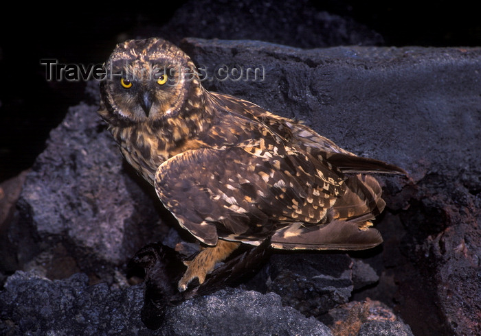 galapagos57: Genovesa Island / Tower Island, Galapagos Islands, Ecuador: the Short-eared Owl (Asio flammeus), one of the islands' only natural predators - holding a bird in his claws - photo by C.Lovell - (c) Travel-Images.com - Stock Photography agency - Image Bank