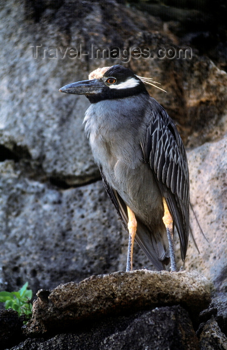 galapagos58: Genovesa Island / Tower Island, Galapagos Islands, Ecuador: the Yellow-crowned Night Heron (Nyctanassa violacea) feeds mainly at night - photo by C.Lovell - (c) Travel-Images.com - Stock Photography agency - Image Bank