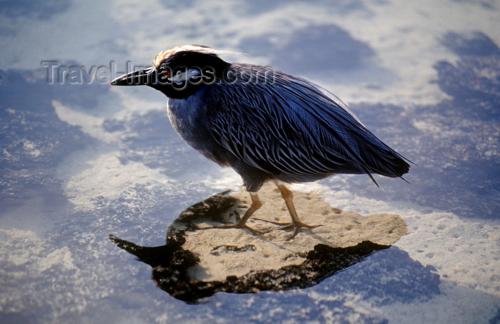 galapagos59: Genovesa Island / Tower Island, Galapagos Islands, Ecuador: Yellow-crowned Night Heron (Nyctanassa violacea) walking in a shallow pool of water - photo by C.Lovell - (c) Travel-Images.com - Stock Photography agency - Image Bank