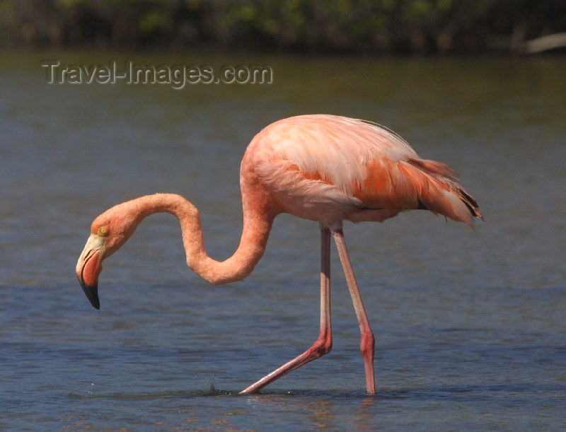 galapagos6: Galapagos Islands - Santa Cruz island: a lone pink Flamingo - Phoenicopterus ruber - photo by R.Eime - (c) Travel-Images.com - Stock Photography agency - Image Bank