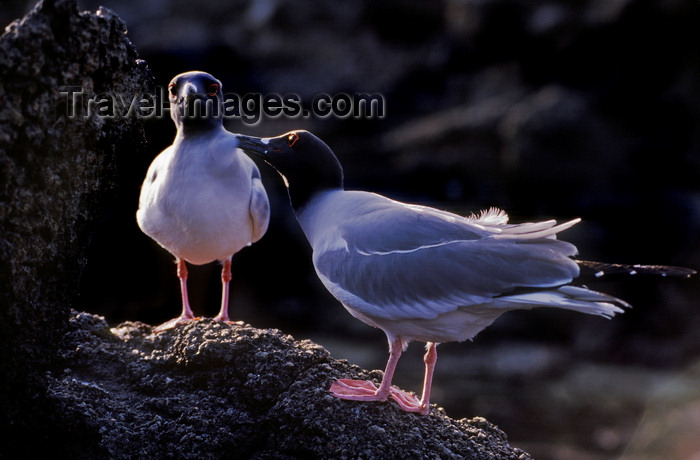 galapagos60: Genovesa Island / Tower Island, Galapagos Islands, Ecuador: Swallow-tailed gull (Creagrus furcatus), the world's only nocturnal gull - couple on rocks- photo by C.Lovell - (c) Travel-Images.com - Stock Photography agency - Image Bank