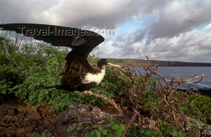 galapagos61: Genovesa Island / Tower Island, Galapagos Islands, Ecuador: female Great Frigate bird (Fregata minor) - open wings - view of the coast - photo by C.Lovell - (c) Travel-Images.com - Stock Photography agency - Image Bank