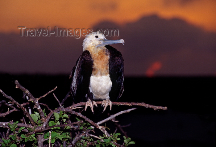 galapagos62: Genovesa Island / Tower Island, Galapagos Islands, Ecuador: female Great Frigate bird (Fregata minor) at sunset - perched on a branch - photo by C.Lovell - (c) Travel-Images.com - Stock Photography agency - Image Bank