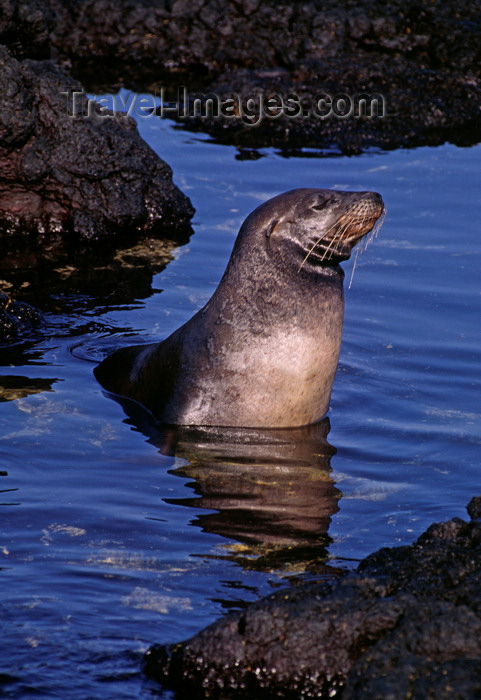 galapagos63: Santiago Island, Galapagos Islands, Ecuador: Galapagos Sea Lion (Zalophus californianus) in shallow water, among rocks in James Bay - photo by C.Lovell - (c) Travel-Images.com - Stock Photography agency - Image Bank