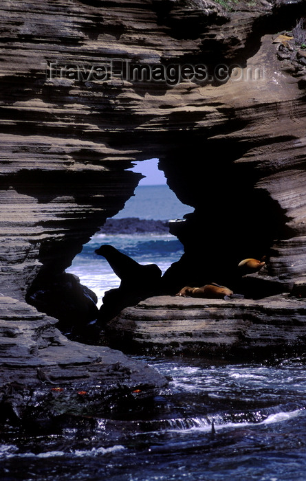 galapagos65: Santiago Island, Galapagos Islands, Ecuador: Sea Lions (Zalophus californianus) framed by rocks in James Bay - rock window - photo by C.Lovell - (c) Travel-Images.com - Stock Photography agency - Image Bank