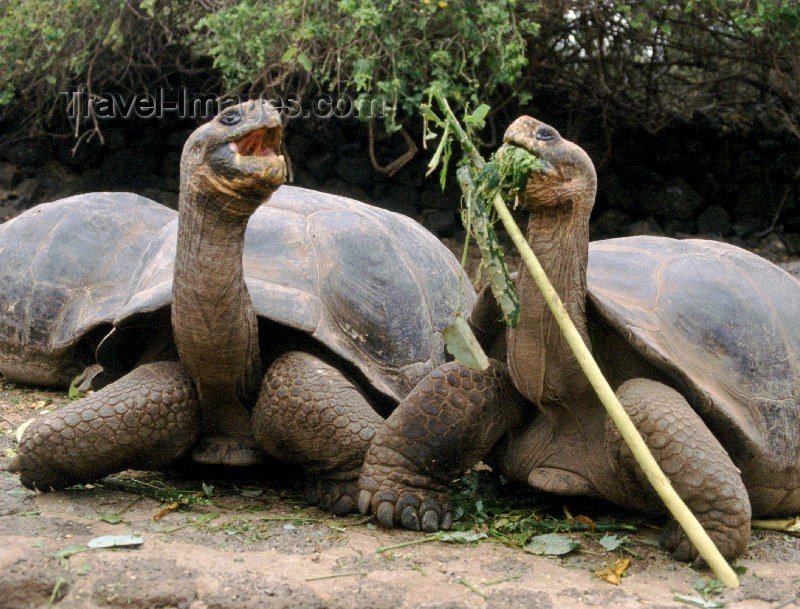 galapagos7: Galapagos Islands, Ecuador: giant tortoises at the Charles Darwin Research Station - photo by R.Eime - (c) Travel-Images.com - Stock Photography agency - Image Bank