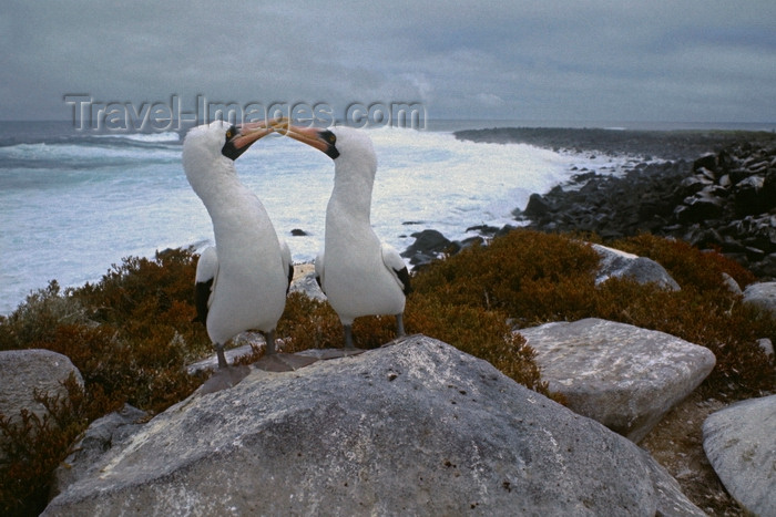 galapagos72: Galapagos Islands, Ecuador: Masked Booby birds (Sula dactylatra) clicking beaks in a courtship ritual - shore view
 - photo by C.Lovell - (c) Travel-Images.com - Stock Photography agency - Image Bank