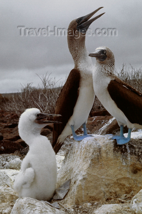 galapagos73: Galapagos Islands, Ecuador: Blue Footed Booby birds (Sula nebouxii) with chick - photo by C.Lovell - (c) Travel-Images.com - Stock Photography agency - Image Bank