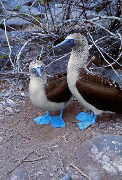 galapagos74: Galapagos Islands, Ecuador: a mating pair of Blue-footed Booby birds (Sula nebouxii) - photo by C.Lovell - (c) Travel-Images.com - Stock Photography agency - Image Bank