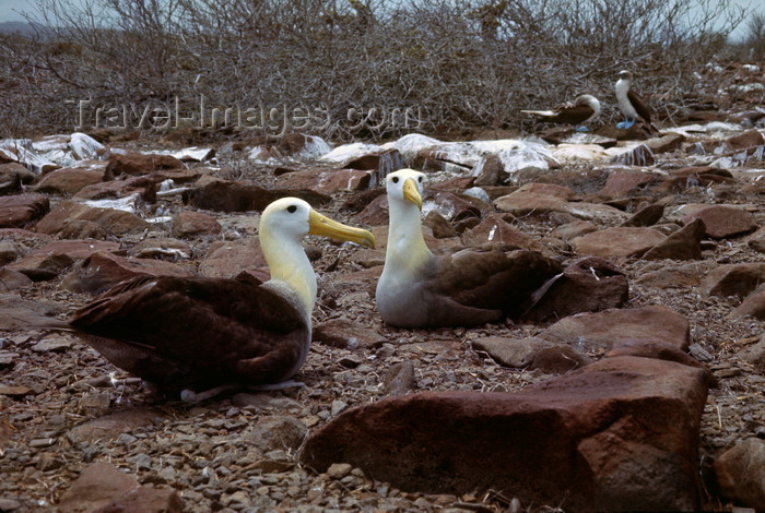 galapagos75: Galapagos Islands, Ecuador: Waved Albatross pair (Diomedea Irrorata), the largest of the Galapagos - many sea birds mate for life - photo by C.Lovell - (c) Travel-Images.com - Stock Photography agency - Image Bank