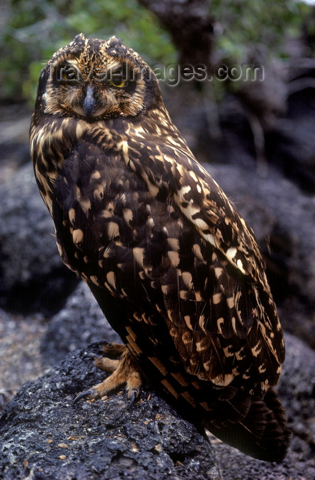 galapagos76: Galapagos Islands, Ecuador: Short-eared Own (Asio flammeus), one of the islands rare predators - on lava rocks - photo by C.Lovell - (c) Travel-Images.com - Stock Photography agency - Image Bank