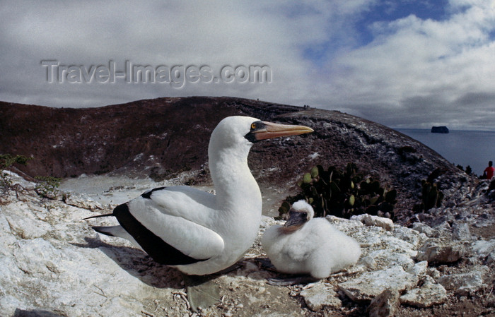 galapagos77: Daphne Island, Galapagos Islands, Ecuador: Masked Booby Bird (Sula Dactylatra) with chick in nesting ground - photo by C.Lovell - (c) Travel-Images.com - Stock Photography agency - Image Bank