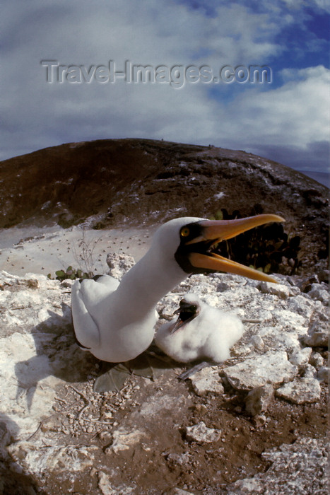 galapagos78: Daphne Island, Galapagos Islands, Ecuador: Masked Booby Birds (Sula dactylatra) - mother protects a chick
 - photo by C.Lovell - (c) Travel-Images.com - Stock Photography agency - Image Bank