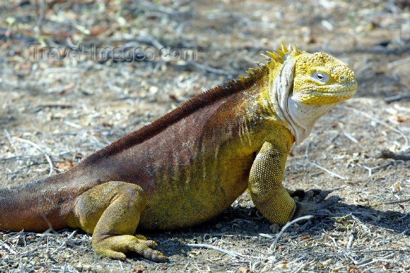 galapagos8: Galapagos Islands - Unesco world heritage site - Santa Cruz islabd: land iguana - conolophus subcristatus - photo by R.Eime - (c) Travel-Images.com - Stock Photography agency - Image Bank