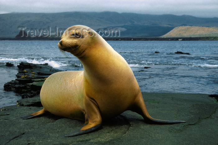 galapagos80: Santa Cruz Island, Galapagos Islands, Ecuador: Fur Seal on the beach - photo by C.Lovell - (c) Travel-Images.com - Stock Photography agency - Image Bank