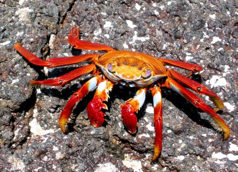 galapagos9: Galapagos Islands: Sally Lightfoot crab on a rock - bright red - Grapsus grapsus - photo by R.Eime - (c) Travel-Images.com - Stock Photography agency - Image Bank