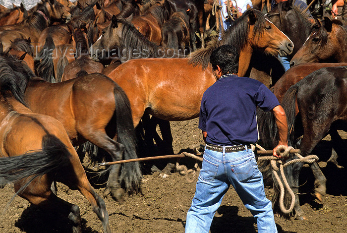 galicia60: Galicia / Galiza - San Cibrao - Gondomar, Pontevedra province: 'aloitadores' - cowboys involved in taming horses, trying to capture a wild horse during the 'Rapa das Bestas' celebration - Comarca de Vigo - photo by S.Dona' - (c) Travel-Images.com - Stock Photography agency - Image Bank