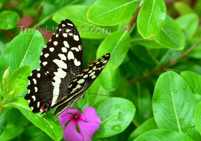gambia1: Banjul, Gambia: citrus swallowtail butterfly on a flower - leaves with rain drops - aka Christmas butterfly - Papilio demodocus - large swallowtail butterfly common to sub-Saharan Africa - photo by M.Torres - (c) Travel-Images.com - Stock Photography agency - Image Bank