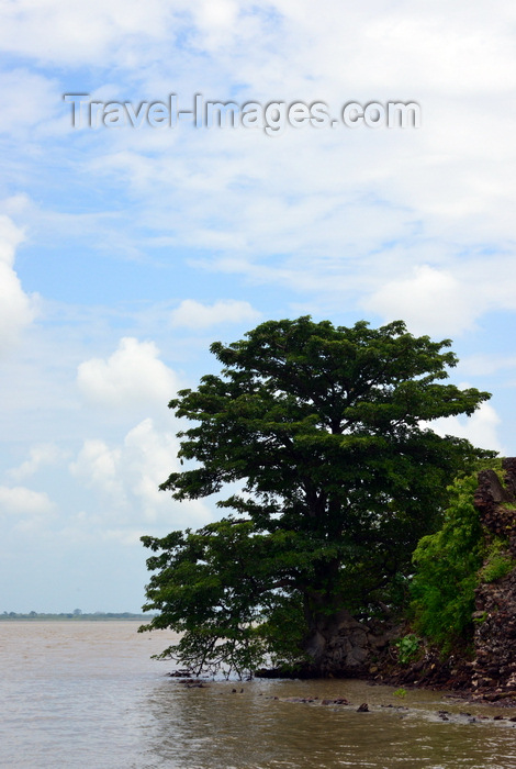 gambia104: James Island / Kunta Kinteh island, The Gambia: baobabs by the water and crumbling fortress walls, due to river erosion - UNESCO world heritage site - photo by M.Torres - (c) Travel-Images.com - Stock Photography agency - Image Bank