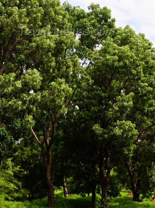 gambia110: North Bank division, Gambia: mahogany tree forest, source of high quality wood - Khaya senegalensis, Meliaceae family - aka African mahogany - photo by M.Torres - (c) Travel-Images.com - Stock Photography agency - Image Bank