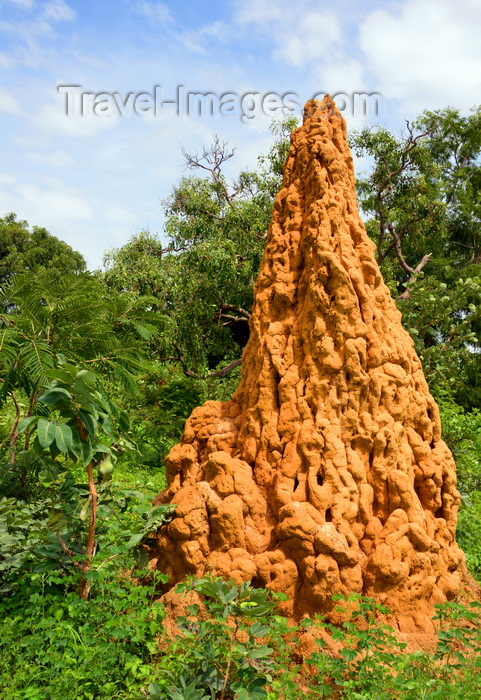 gambia111: Bakalarr, North Bank division, Gambia: 5 meter tall anthill, surrounded by forest - termite colony - photo by M.Torres - (c) Travel-Images.com - Stock Photography agency - Image Bank