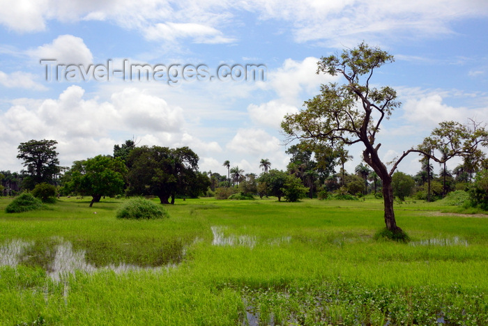 gambia113: North Bank division, Gambia: trees and rice fields on the swampy banks the River Gambia - photo by M.Torres - (c) Travel-Images.com - Stock Photography agency - Image Bank