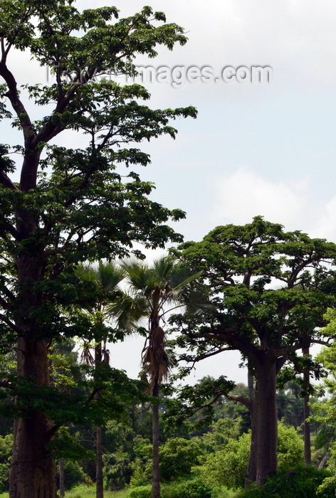 gambia114: North Bank division, Gambia: tall baobab trees in the forest - adansonia digitata - photo by M.Torres - (c) Travel-Images.com - Stock Photography agency - Image Bank