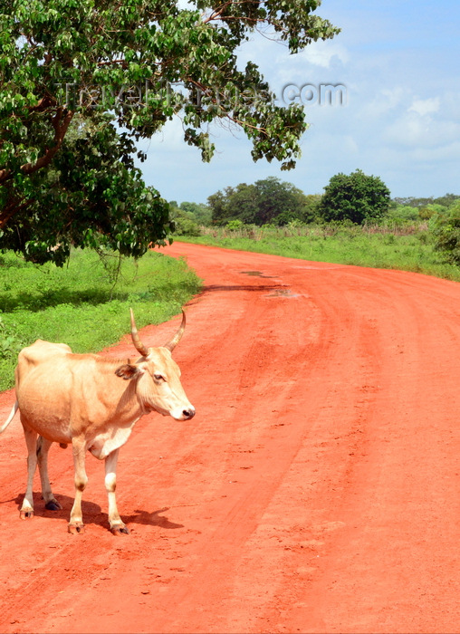 gambia115: Bakendik, North Bank division, Gambia: cow and dirt road - rural scene - photo by M.Torres - (c) Travel-Images.com - Stock Photography agency - Image Bank